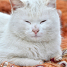 眠いの・・・・