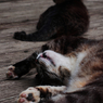 猫撮り散歩SZS-04 "Garden cats of One day"