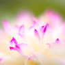 花びらの丘