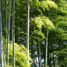 竹林の春