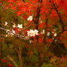 十月桜