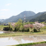 春の里山＆500kV送電鉄塔