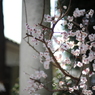 鳥居の横に・・