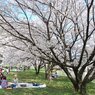桜　桜　桜の下