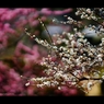 陽春3