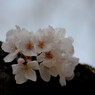 幹桜