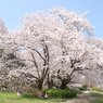 大桜