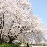 大桜