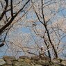 桜に囲まれ働く