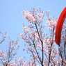 ここにも桜＾＾