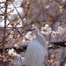 桜とサギ