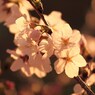 夕陽を浴びた桜