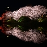 ドラゴン桜（レッドドラゴン）