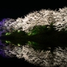 ドラゴン桜（紫龍）