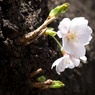 一輪桜