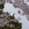 アオサギと花