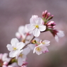 今年の桜は出足が速い！