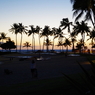 palm tree