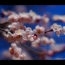 偕楽の華3