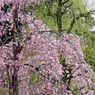 weeping cherry tree