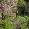 flowers and brook