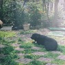 犬を撮る人を撮る。