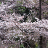 like a white snow