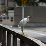 egret