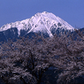 常念と桜