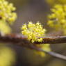黄花満開-1