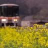 菜の花と電車