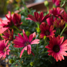 osteospermum in rain