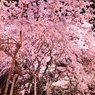 六義園の枝垂れ桜