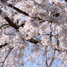 遍照院_枝垂桜_05