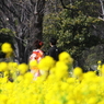 花の宴