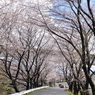 桜のアーチ