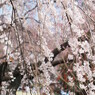 しだれ桜