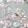 sakura collection No.07