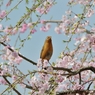 sakura collection No.09