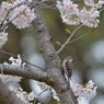 sakura collection No.10
