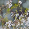 sakura collection No.11