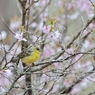 sakura collection No.12