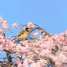 sakura collection No.13