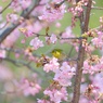 sakura collection No.15