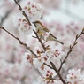 sakura collection No.16