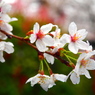 雨と桜