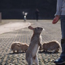 うさ*19