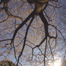 桜の空