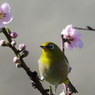 春光