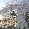 しだれ桜